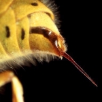 common-wasp-sting